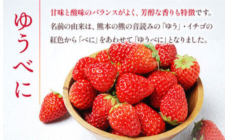 熊本いちご 先行予約 ゆうべに・恋みのり食べ比べ約1kg果物いちご苺ZBG064