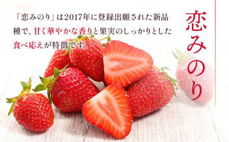 熊本いちご 先行予約 ゆうべに・恋みのり食べ比べ約1kg果物いちご苺ZBG064