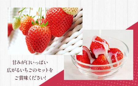 熊本いちご 先行予約 ゆうべに・恋みのり食べ比べ約1kg果物いちご苺ZBG064
