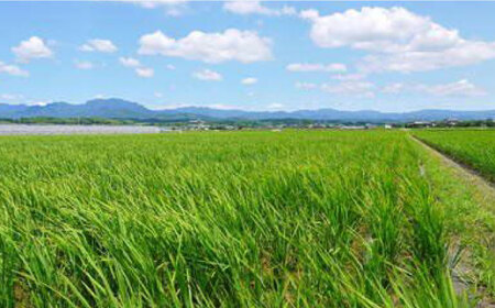 令和7年度産3回定期便ヒノヒカリ5kg定期便ZBI021