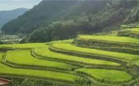 令和7年度産3回定期便ヒノヒカリ5kg定期便ZBI021