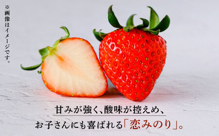 数量限定】高級 冷凍 いちご 加工用 約1.5kg【伊藤農園】 果物