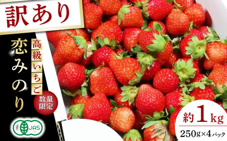 訳あり高級いちご先行予約 恋みのり約1000g苺いちごストロベリーイチゴ