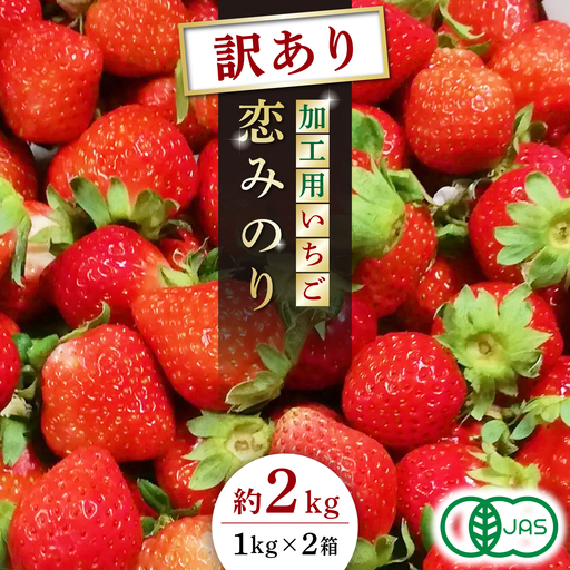 訳あり高級いちご先行予約 恋みのり約2000g有機栽培いちご苺イチゴZBB012