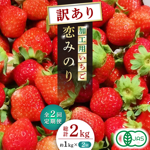 訳あり高級いちご先行予約2回定期 恋みのり約1000g 苺いちごイチゴ有機栽培ZBB013