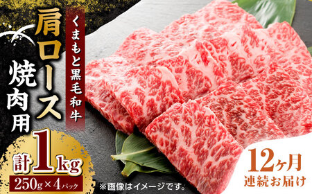 【12回定期便】くまもと黒毛和牛 焼肉用 肩ロース 1000g（250g×4pc）【馬刺しの郷 民守】 熊本県産 九州産 和牛 お肉 肉 バラ 黒毛和牛 肩ロース 焼き肉  [ZBL121]