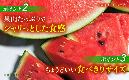 【先行予約】小玉すいか2玉 スイカ西瓜熊本 ZCN005