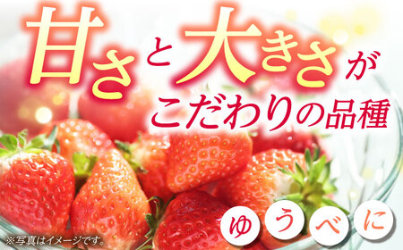 大粒いちご L~2L ゆうべに 3kg（12pc）【熊本ベリー】フルーツ 果物 くだもの いちご イチゴ 苺 ゆうべに 大粒いちご 国産いちご 熊本県産いちご 九州産いちご ゆうべにいちご 熊本いちご こだわりいちご おおつぶいちご くまもといちご Lサイズいちご ２Lサイズいちご 山鹿いちご   [ZER003]