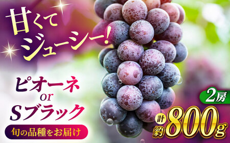 【2026年発送先行予約】ピオーネ or Sブラック 800g（2房）【合同会社 社方園】熊本県産 国産 Sブラックぶどう ピオーネ葡萄 [ZBZ002]