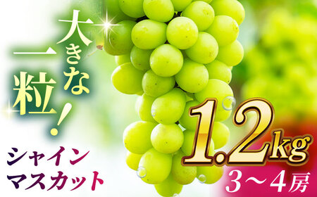 【2026年発送先行予約】シャインマスカット 1.2kg(3?4房)【合同会社 社方園】ぶどう 国産シャインマスカット 熊本県産 葡萄 [ZBZ012] 7,110円