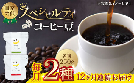 コーヒー[豆]12回定期 自家焙煎スペシャルティコーヒー豆(250g×2種)約40杯分ZCJ020