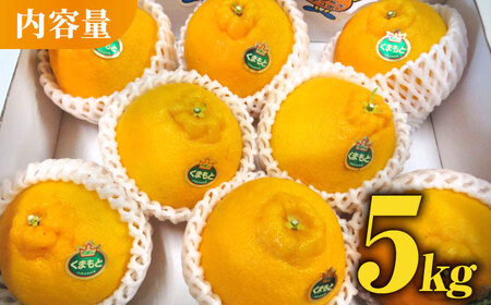 デコポン 約5kg化粧箱入り 果物フルーツ柑橘熊本県産デコポンZCJ003