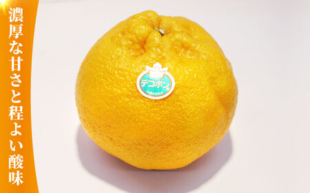 デコポン 約3kg化粧箱入 果物フルーツ柑橘熊本県産デコポンZCJ002]