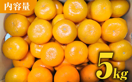 みかん 約5kg化粧箱入り 熊本みかん果物フルーツ柑橘ZCJ004