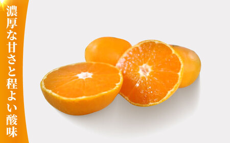 みかん 約5kg化粧箱入り 熊本みかん果物フルーツ柑橘ZCJ004