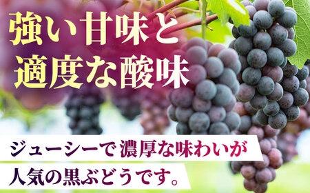 【2026年発送先行予約】食べ比べセット 800g（シャインマスカット &amp; ピオーネ or Sブラック 各一房）【合同会社 社方園】[ZBZ001]
