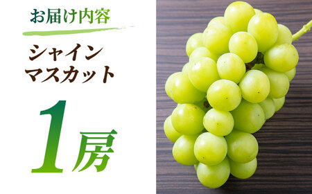 【2026年発送先行予約】食べ比べセット 800g（シャインマスカット &amp; ピオーネ or Sブラック 各一房）【合同会社 社方園】[ZBZ001]