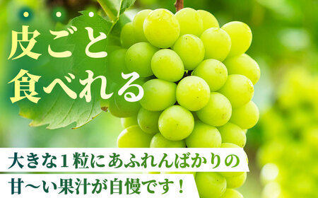 【2026年発送先行予約】食べ比べセット 800g（シャインマスカット &amp; ピオーネ or Sブラック 各一房）【合同会社 社方園】[ZBZ001]