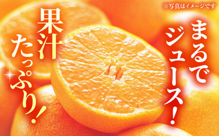 完熟 青島 みかん 約3kg【合同会社 社方園】九州産みかん ミカン 柑橘  国産  山鹿 果物 フルーツ [ZBZ011]