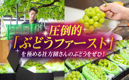 【2026年発送先行予約】シャインマスカット 3kg(6～8房)【合同会社 社方園】ぶどう 大粒  熊本 期間限定  マスカット [ZBZ014]