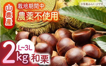 先行予約 和栗L∼3L約2kg(約1kg×2袋) 熊本山鹿和栗ZEP058