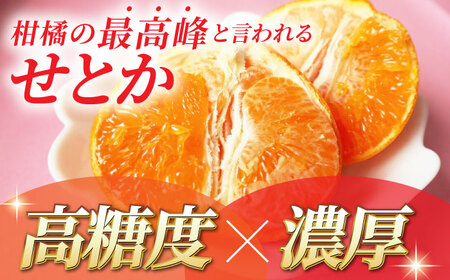 26年2月下発送せとかみかん約2.5kg化粧箱入り 果物みかんギフトZBN002