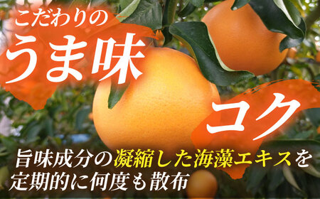 26年2月下発送せとかみかん約2.5kg化粧箱入り 果物みかんギフトZBN002