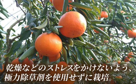 26年2月下発送せとかみかん約2.5kg化粧箱入り 果物みかんギフトZBN002