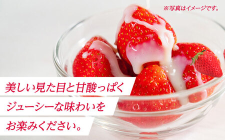 【先行予約】【5回定期便】大粒いちご L～2L ゆうべに 1kg（4pc）【熊本ベリー】[ZER016]