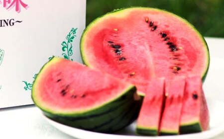 【先行予約】【初夏に実った贈り物】 小玉 スイカ 約4?4.5kg以上【なかむら農園】[ZBH004]