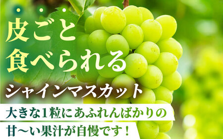 【2026年発送先行予約】食べ比べセット 約600g（シャインマスカット ＆ クイーンニーナ 各一房）【合同会社 社方園】[ZBZ036]