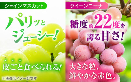【先行予約】 訳あり 紅白ぶどう2種（シャインマスカット＆クイーンニーナ）食べ比べ 切り落とし 計約1kg  【合同会社 社方園】[ZBZ041]