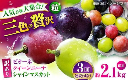 【先行予約】【3回定期便】 訳あり 毎月違うぶどうをお届け！ ぶどう3種 食べ比べ 切り落とし 約700g 【合同会社 社方園】[ZBZ048]