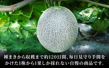 【先行予約】 肥後グリーン メロン 約2kg（1玉） 【とみおか農園】[ZEM005]