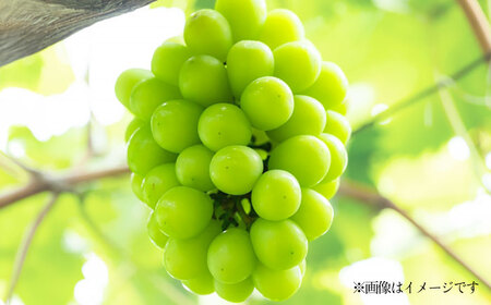 【先行予約】シャインマスカット 約2kg マスカット ブドウ 葡萄 フルーツ 果物 【日本フルーツ株式会社】 [ZFJ010]