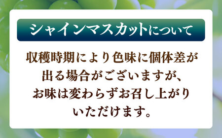 【先行予約】シャインマスカット 約1.2kg マスカット 葡萄 ぶどう フルーツ 果物【日本フルーツ株式会社】 [ZFJ019]