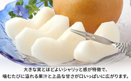 【先行予約】秋月梨　約5kg  梨 ナシ フルーツ 果物 【日本フルーツ株式会社】 [ZFJ015]
