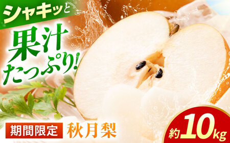 【先行予約】秋月梨　約10kg  梨 ナシ フルーツ 果物 【日本フルーツ株式会社】 [ZFJ016]