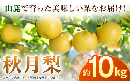 【先行予約】秋月梨　約10kg  梨 ナシ フルーツ 果物 【日本フルーツ株式会社】 [ZFJ016]