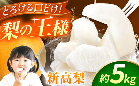 【先行予約】新高梨　約5kg  梨 ナシ フルーツ 果物 【日本フルーツ株式会社】 [ZFJ017]