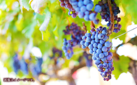  菊鹿シャルドネ&山鹿マスカットベーリーA2024ワイン2本セット化粧箱付赤白ワインZFB006