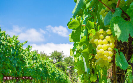  菊鹿シャルドネ&山鹿マスカットベーリーA2024ワイン2本セット化粧箱付赤白ワインZFB006