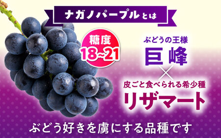 【先行予約】山鹿市産 ナガノパープル 2房（約800g～1.2kg） 箱入り[ZDS003]
