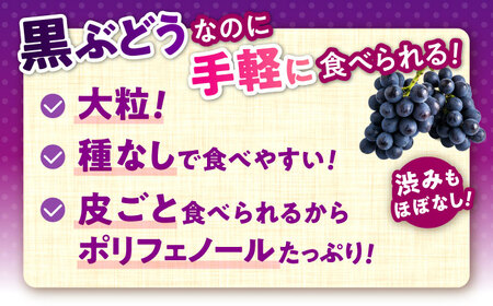 【先行予約】山鹿市産 ナガノパープル 2房（約800g～1.2kg） 箱入り[ZDS003]