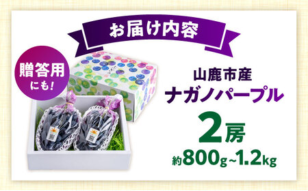 【先行予約】山鹿市産 ナガノパープル 2房（約800g～1.2kg） 箱入り[ZDS003]