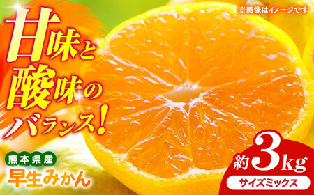 【先行予約】 早生みかん 2S-2L 約3kg みかん 蜜柑 柑橘 フルーツ 果物 【日本フルーツ株式会社】[ZFJ056]