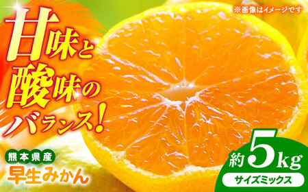 先行予約】 早生みかん 2S-2L 約5kg みかん 蜜柑 柑橘 フルーツ 果物