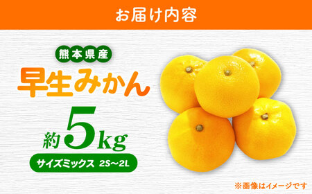 先行予約】 早生みかん 2S-2L 約5kg みかん 蜜柑 柑橘 フルーツ 果物