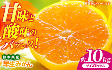 【先行予約】 早生みかん 2S-2L 約10kg みかん 蜜柑 柑橘 フルーツ 果物 【日本フルーツ株式会社】[ZFJ058]