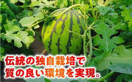 【先行予約】熊本すいか大玉2L〜3Lサイズ1玉 (約7〜9kg)[ZFV001]